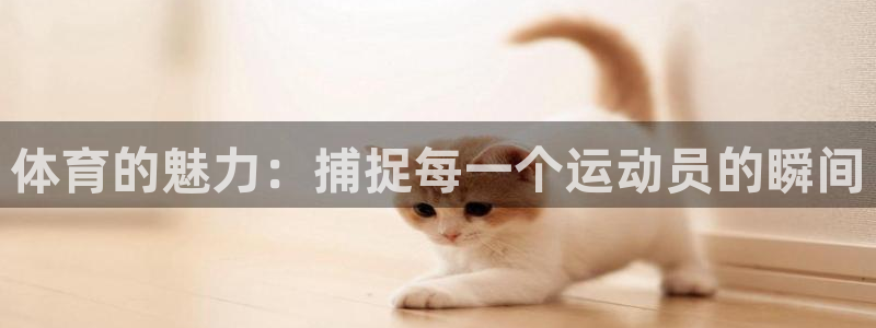 3377体育官网入口网页版：体育的魅力：捕捉每一个运动员的瞬间